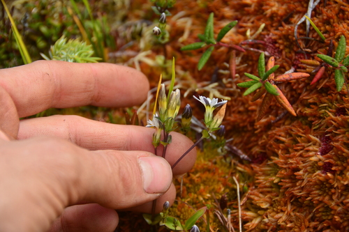 Image of Gentiana douglasiana by no rights reserved