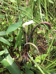 Peltandra sagittifolia