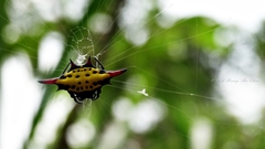 Gasteracantha sauteri