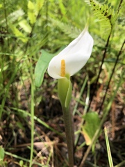 Peltandra sagittifolia