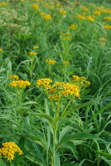 Jacobaea cannabifolia