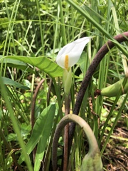 Peltandra sagittifolia