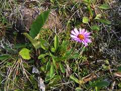 Erigeron thunbergii