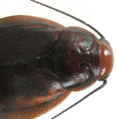 Oxyhaloa deusta