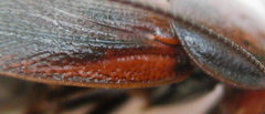 Oxyhaloa deusta