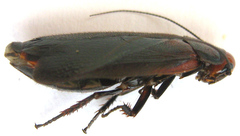 Oxyhaloa deusta
