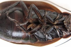Oxyhaloa deusta