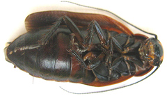 Oxyhaloa deusta
