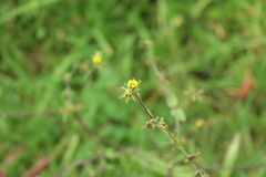 Sigesbeckia