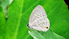 Jamides alecto dromicus