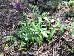 Cirsium repandum