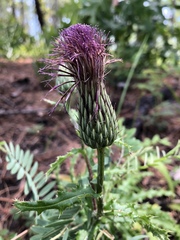 Cirsium repandum
