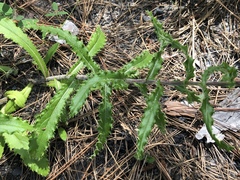 Cirsium repandum