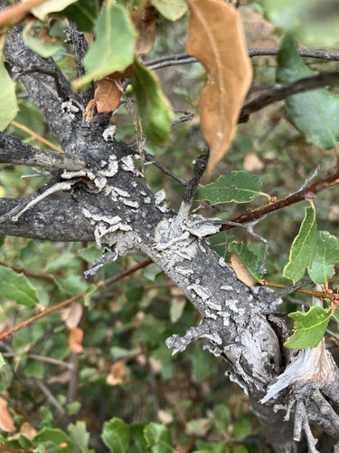iNaturalist observation photo of Basidiomycete Fungi