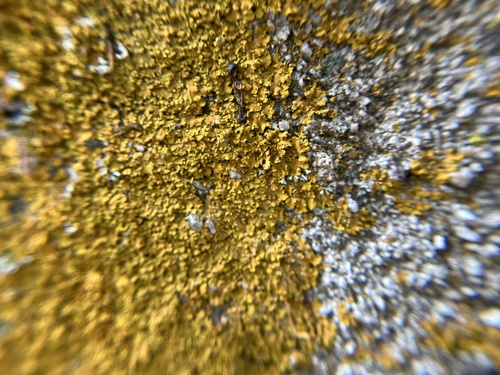 iNaturalist observation photo of Common Lichens