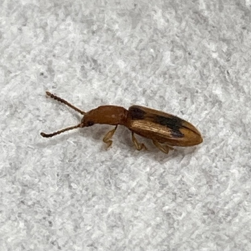 Desjardins's Flat Beetle photo 6