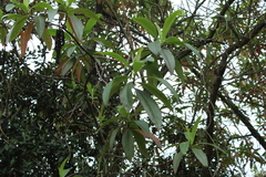Escallonia pendula