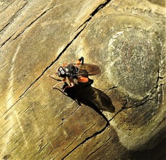 Chalcosyrphus curvaria