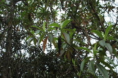 Escallonia pendula