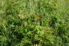 Angelica gmelinii