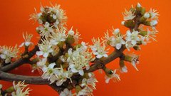 Miconia amoena