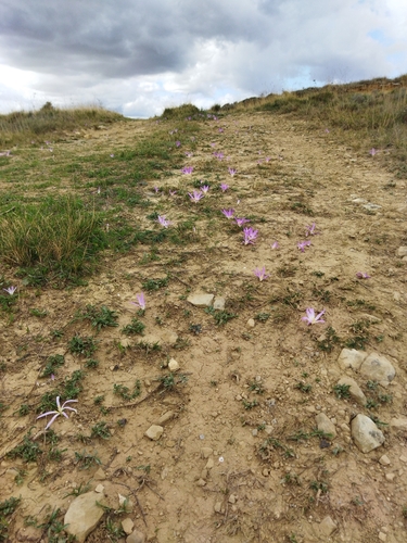 Colchicum montanum