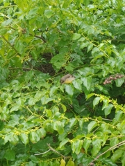 Coereba flaveola caboti
