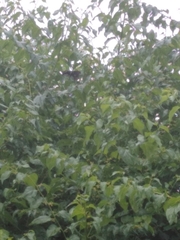 Coereba flaveola caboti