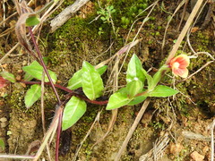 Oenothera epilobiifolia