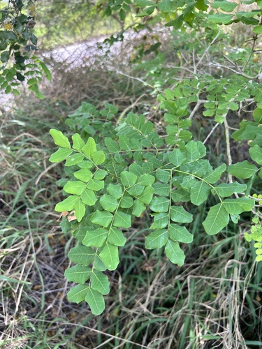 Cenostigma pyramidale