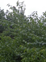 Coereba flaveola caboti