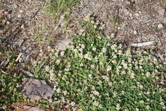 Trifolium hybridum