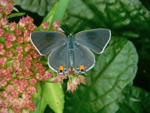 Gray Hairstreak, photo 5 of 8