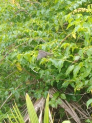 Coereba flaveola caboti