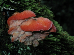 Aurantiporus pulcherrimus