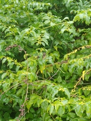 Coereba flaveola caboti