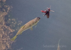 Characiformes