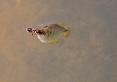 Characiformes