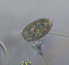 Colepidae