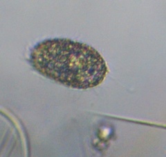 Colepidae