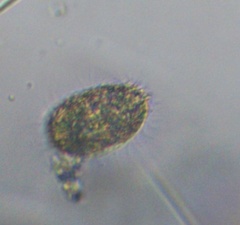 Colepidae