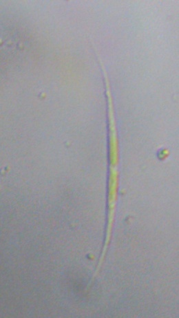 Koliellaceae