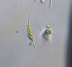 Scenedesmaceae