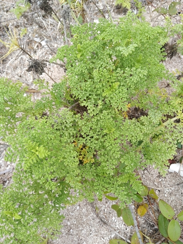 Coastal Ragweed