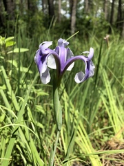 Iris tridentata
