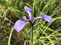 Iris tridentata