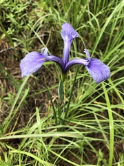 Iris tridentata