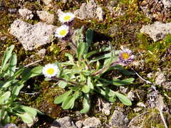 Erigeron humilis