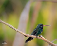 Cynanthus latirostris