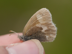 Coenonympha tullia